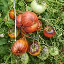 60 Marmande Blue Tomato, 5 Seeds