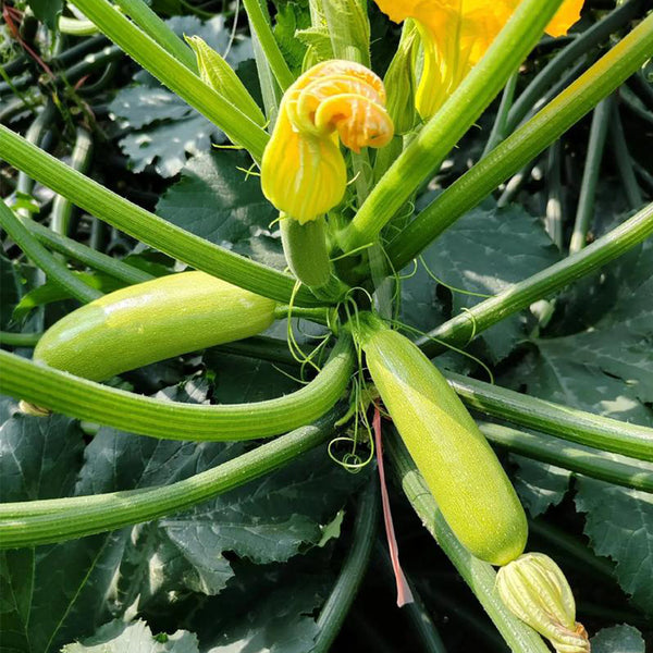 'Wansheng Chunqiubao' Zucchini Seeds, 10g