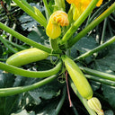 'Wansheng Chunqiubao' Zucchini Seeds, 10g