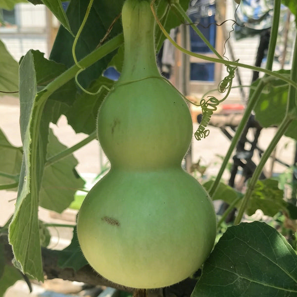 Thick-neck Eight Treasures Gourd, 10 Seeds