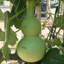 Thick-neck Eight Treasures Gourd, 10 Seeds