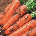Five-Inch Ginseng Carrot Seeds, 10g