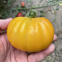 Sand-Rind Big Yellow Tomato, 100 Seeds