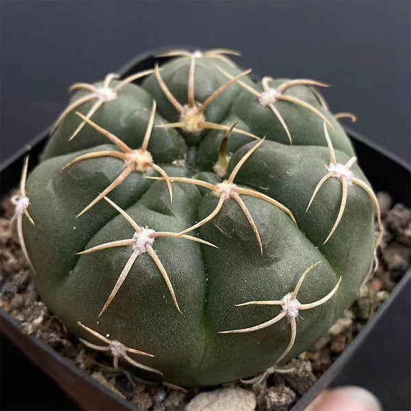 Gymnocalycium denudatum var. paraguayensis, 4-5cm