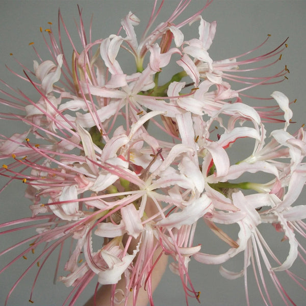 'Pink Dream' Lycoris, 1 Bulb