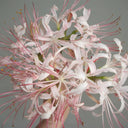 'Pink Dream' Lycoris, 1 Bulb