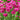 Sea Thrift Armeria Maritima, 10 Seeds