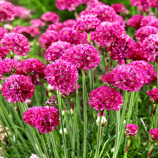 Sea Thrift Armeria Maritima, 10 Seeds