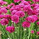 Sea Thrift Armeria Maritima, 10 Seeds