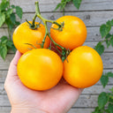 420 Sun of Moldova Tomato, 5 Seeds