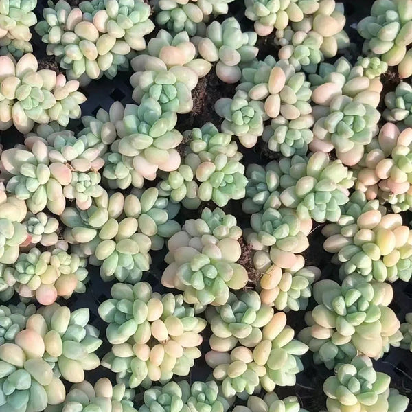 Echeveria cv. 'Bubblegum', 3pcs x 1-head