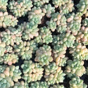 Echeveria cv. 'Bubblegum', 3pcs x 1-head