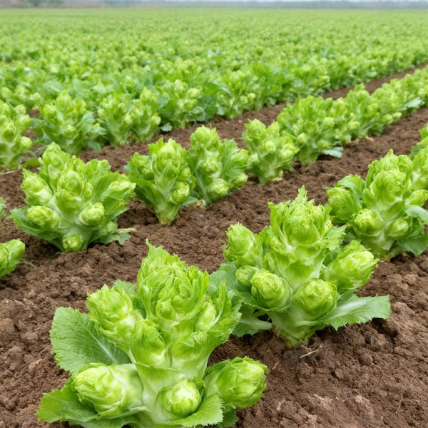 Keguang Baby Mustard Greens Seeds, 10g