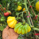 614 Tlacolula White Tomato, 5 Seeds
