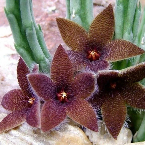 Carrion Flower Seeds, 10 Seeds