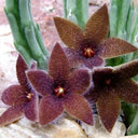 Carrion Flower Seeds, 10 Seeds