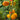 897 Yellow Sunflower Tomato, 5 Seeds