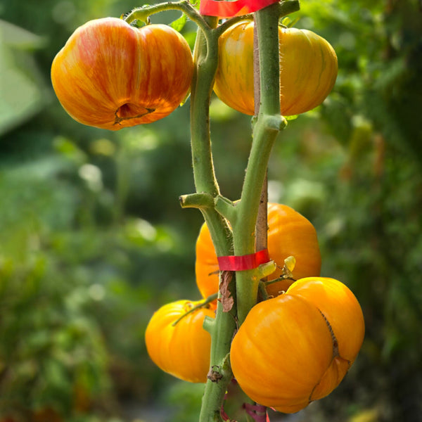 897 Yellow Sunflower Tomato, 5 Seeds