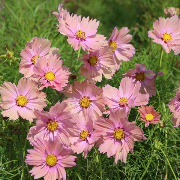 Hezhichun Cosmos bipinnatus 'Apricotta' Seeds, 1g