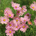 Hezhichun Cosmos bipinnatus 'Apricotta' Seeds, 1g