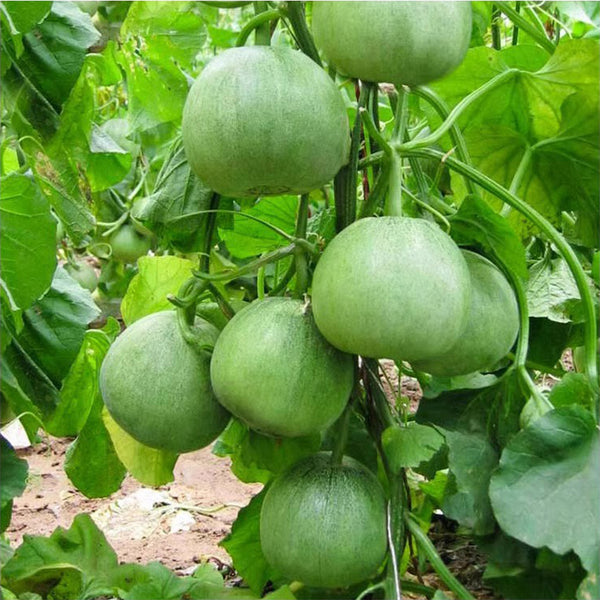 Huajun Emerald Sweet Melon Seeds, 50 Seeds
