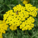 Yellow Yarrow Seeds, Pkt of 500