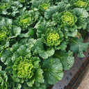 'Cuiqing 60' Qingmaye Chinese Cabbage Seeds, 4g