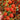 Red Currant Tomato Seeds, 10 Seeds