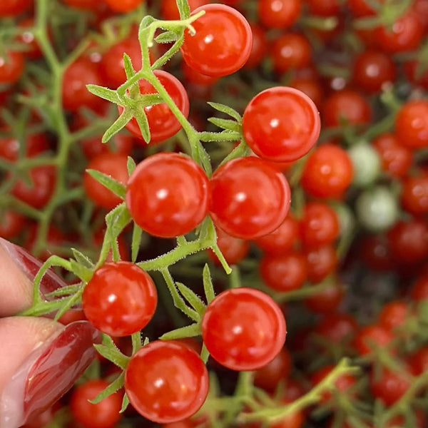 Red Currant Tomato Seeds, 10 Seeds