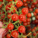Red Currant Tomato Seeds, 10 Seeds
