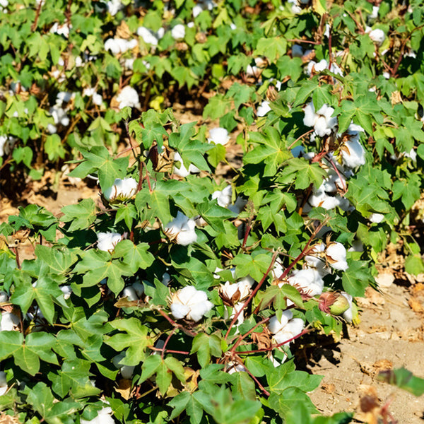 Baimian No.1 Cotton, 50 Seeds