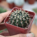 Parodia submammulosus, 3-4cm