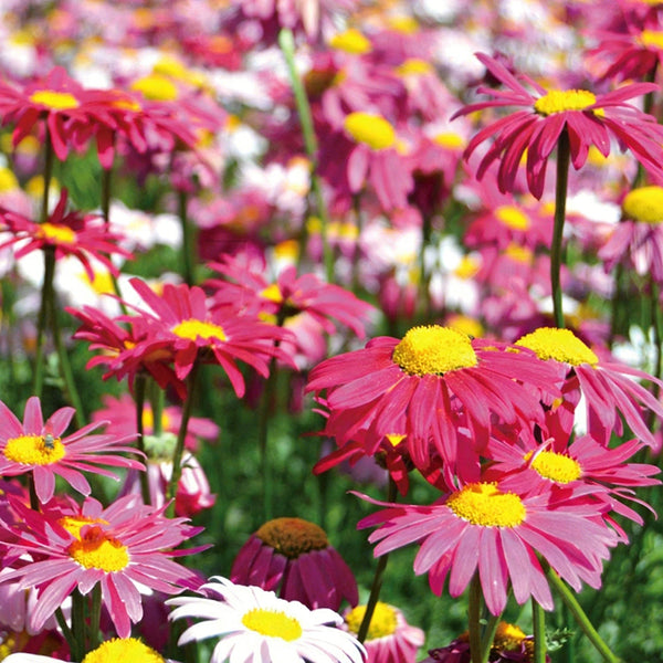 Pyrethrum, 200 Seeds