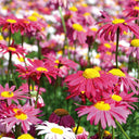 Pyrethrum, 200 Seeds
