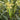 Zhongnong Tian No.488 Super Sweet Fruit Corn, 50 Seeds
