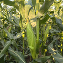 Zhongnong Tian No.488 Super Sweet Fruit Corn, 50 Seeds