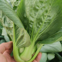 'Aijiaoqing' Bok Choy Seeds, 5g