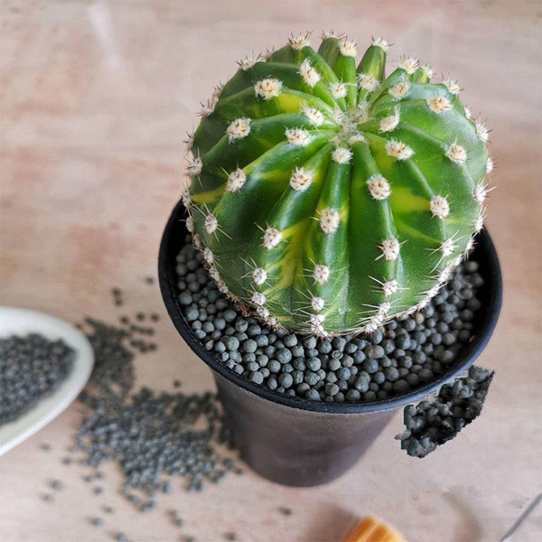 'World Map' Variegated Cactus, 3-4cm