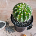 'World Map' Variegated Cactus, 3-4cm