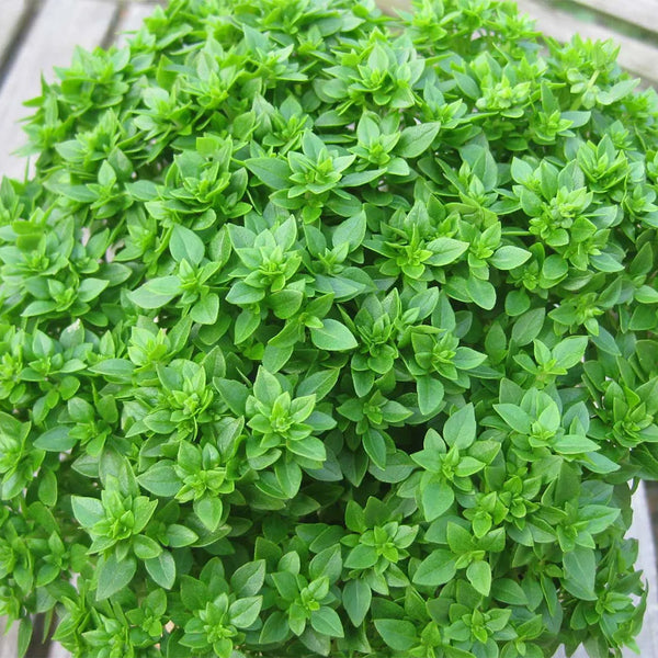 Aristotle Basil, 100 Seeds