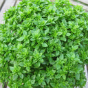 Aristotle Basil, 100 Seeds