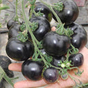 Black Knight Tomato Seeds, 25 Seeds