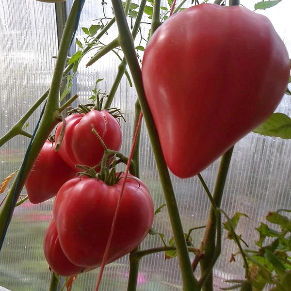 123 Calf's Heart Tomato, 5 Seeds