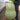 Knobbly Flower Head Gourd, 2 Seeds