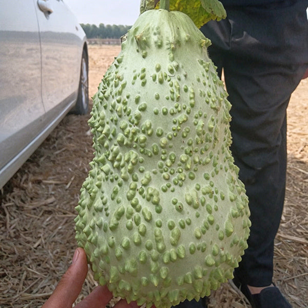 Knobbly Flower Head Gourd, 2 Seeds