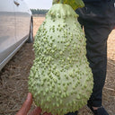 Knobbly Flower Head Gourd, 2 Seeds