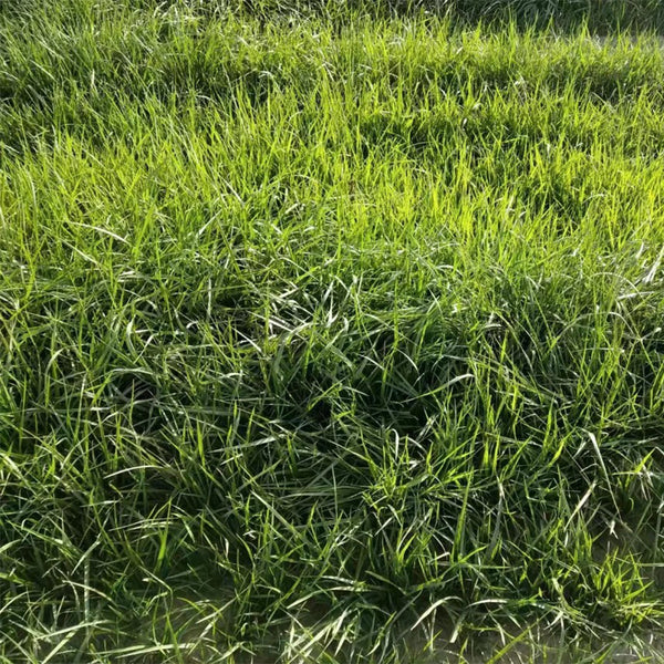Festuca arundinacea 'Rebel V BT' Seeds, 200g