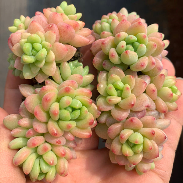 Echeveria cv. 'Shangri-La', 3pcs x 1-head