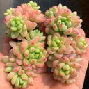 Echeveria cv. 'Shangri-La', 3pcs x 1-head