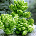 Keguang Baby Mustard Greens Seeds, 10g